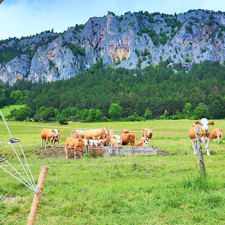 Glamping Hohe Wand - Zelt Mit Sternenfenster Und Whirlpool 호텔 Maiersdorf 외부 사진