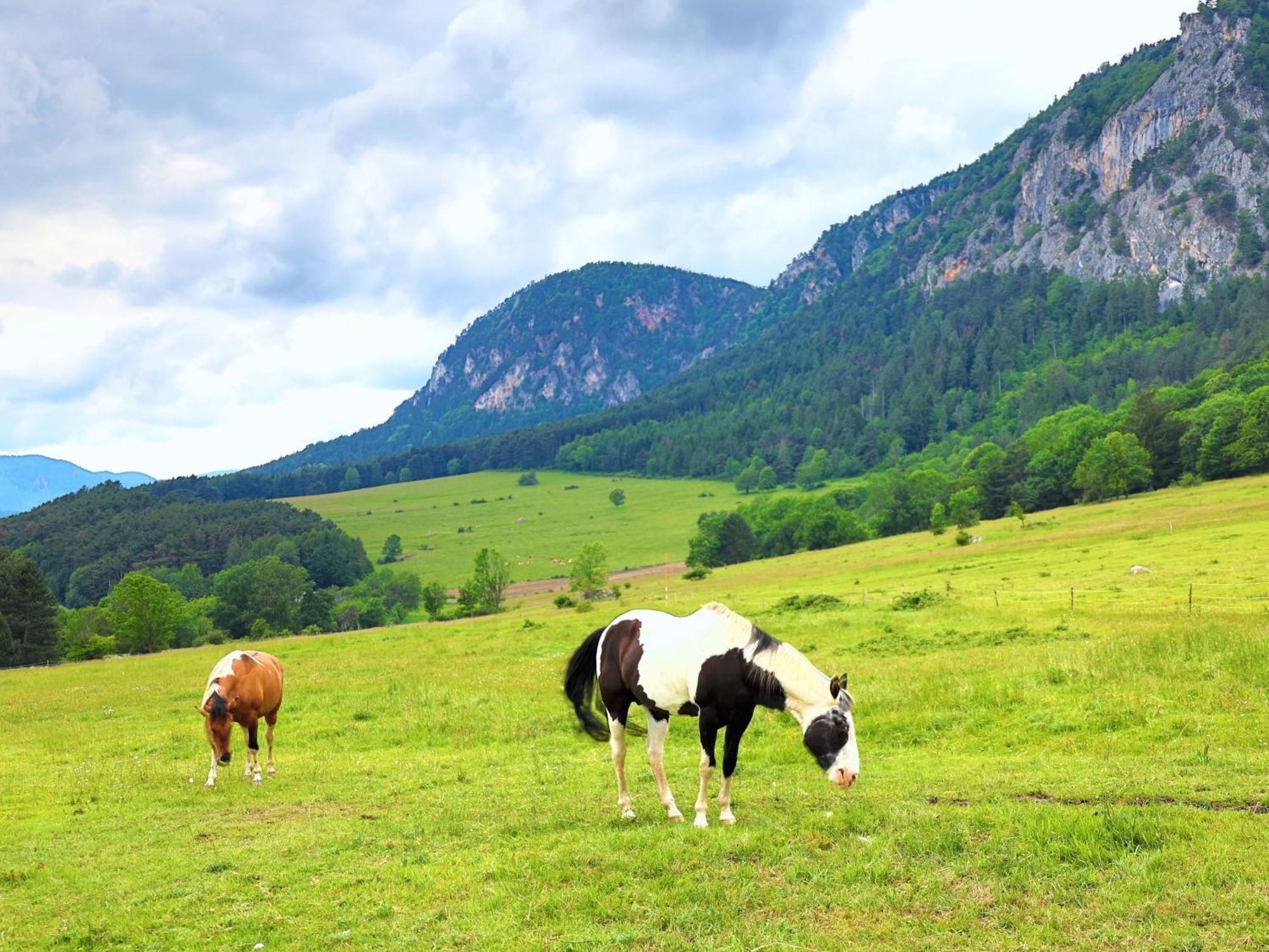 Glamping Hohe Wand - Zelt Mit Sternenfenster Und Whirlpool 호텔 Maiersdorf 외부 사진